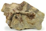 Fossil Hadrosaur (Edmontosaurus) Bones in Sandstone - Wyoming #284454-2